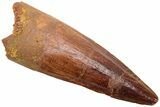 Fossil Spinosaurus Tooth - Real Dinosaur Tooth #214357-1
